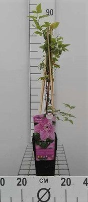 Clematis hybr. 'Pink Fantasy'
