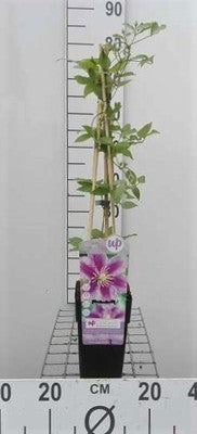 Clematis hybr. 'Piilu'