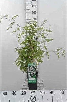 Clematis vitalba