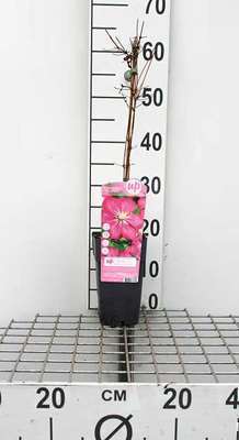 Clematis hybr. 'Ville de Lyon'