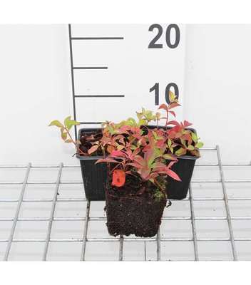 Cornus canadensis
