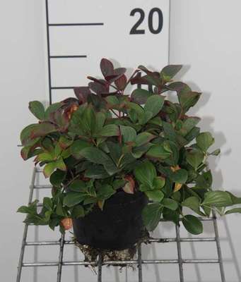 Cornus canadensis