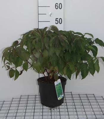 Cornus ser. 'Kelsey's Dwarf' (='kelseyi')