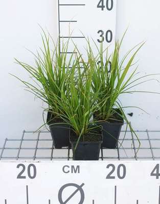 Cyperus alternifolius