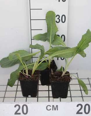 Cynara cardunculus (kardoen)