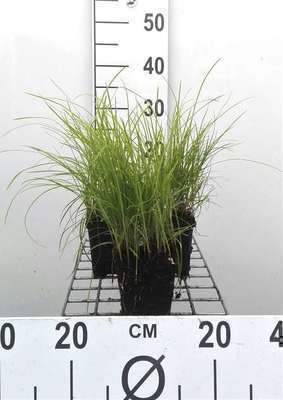 Cyperus longus