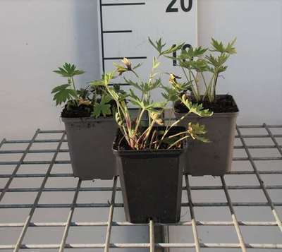Delphinium (b) 'Bellamosum'