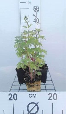 Delphinium (p) 'Black Knight'