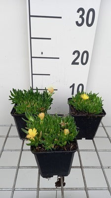 Delosperma congestum 'Gold Nugget'