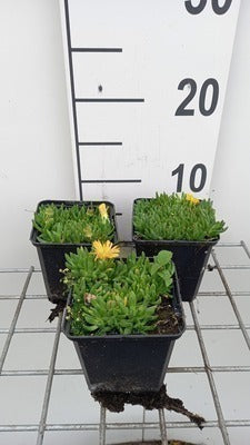 Delosperma congestum