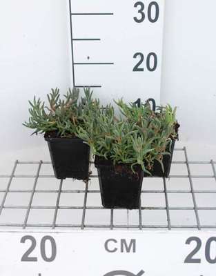 Delosperma cooperi