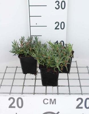 Delosperma cooperi