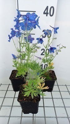 Delphinium grand. 'Blauer Zwerg'