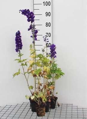 Delphinium (p) 'King Arthur'