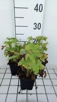 Delphinium 'M.f.' dark blue/white bee