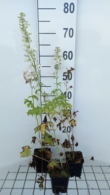 Delphinium 'M.f.' pure white