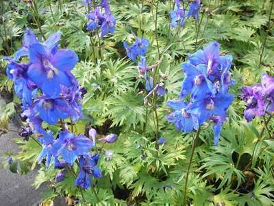 Delphinium (b) 'Piccolo'