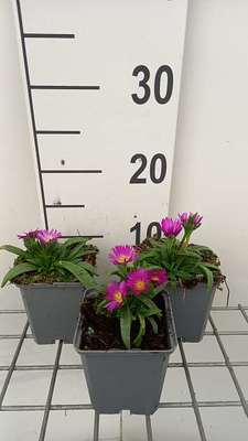 Delosperma sutherlandii