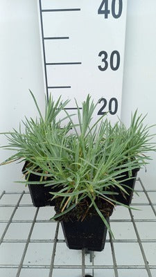 Dianthus (p) 'Albus Plenus'