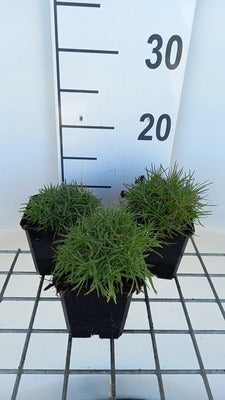 Dianthus arenarius
