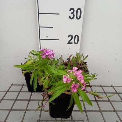 Dianthus barb. 'Nanus Compactus'