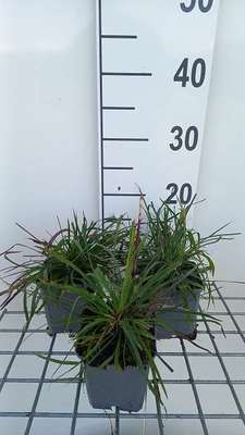Dianthus carthusianorum