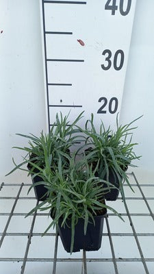 Dianthus caryophyllus