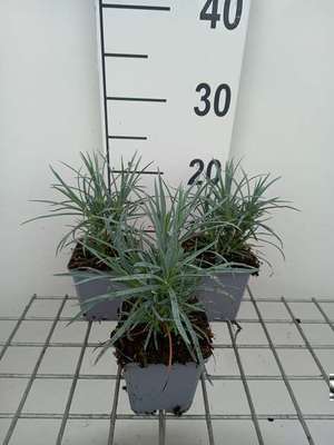Dianthus (p) 'Cranmere Pool'