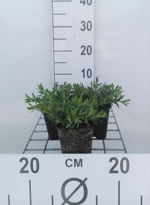Dianthus delt. 'Albiflorus'