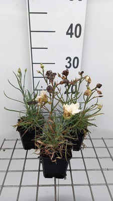Dianthus (p) 'Devon Cream'