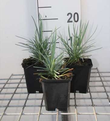 Dianthus (p) 'Doris'