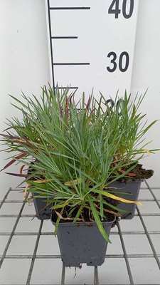 Dianthus plum. 'Double Rose'