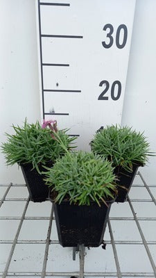 Dianthus grat. 'Eydangeri'