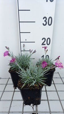 Dianthus grat. 'Feuerhexe'