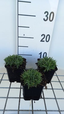 Dianthus grat. 'Pink Jewel'