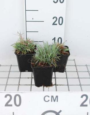 Dianthus gratianopolitanus (=caesius)
