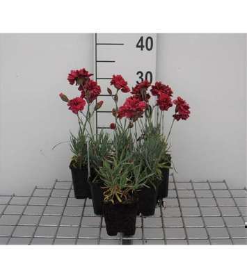 Dianthus (p) 'Heidi'