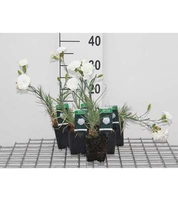 Dianthus (p) 'Haytor White'