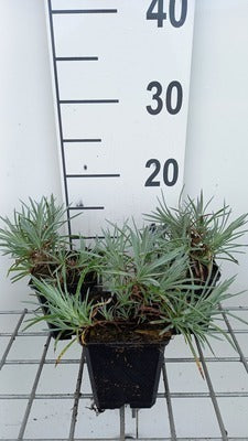 Dianthus (p) 'Ine'