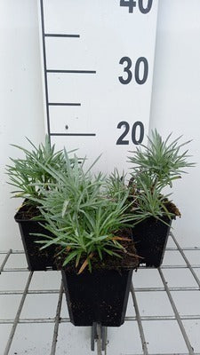Dianthus (p) 'Maggie'