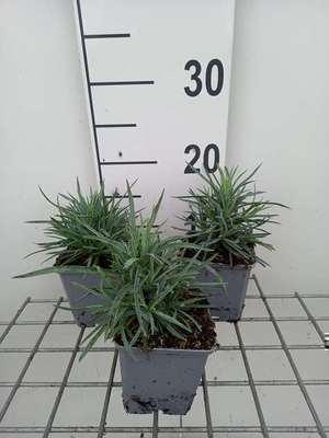 Dianthus (p) 'Munot'