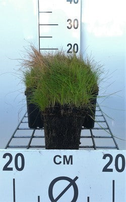 Eleocharis acicularis