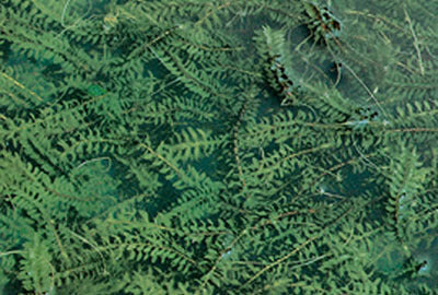 Elodea canadensis