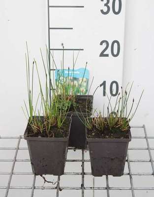 Eleocharis palustris