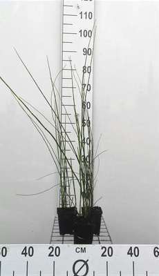 Equisetum japonicum