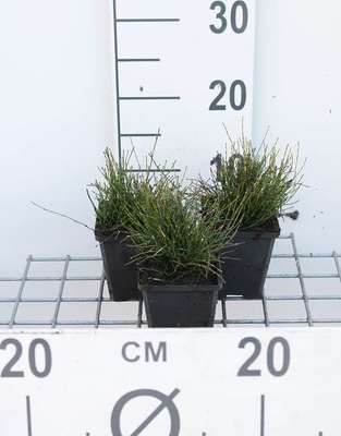 Equisetum scirpoides