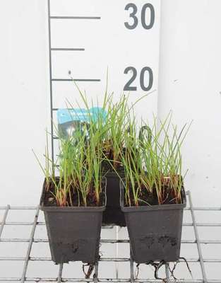 Eriophorum angustifolium