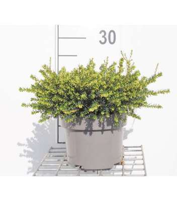 Erica darleyensis wit/blanc