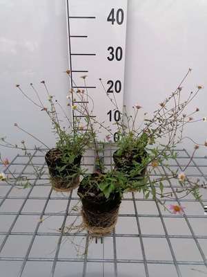 Erigeron karvinskianus