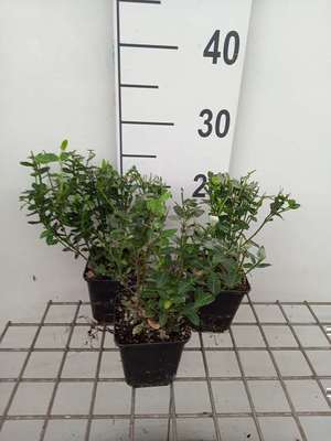 Euonymus fort. 'Radicans'